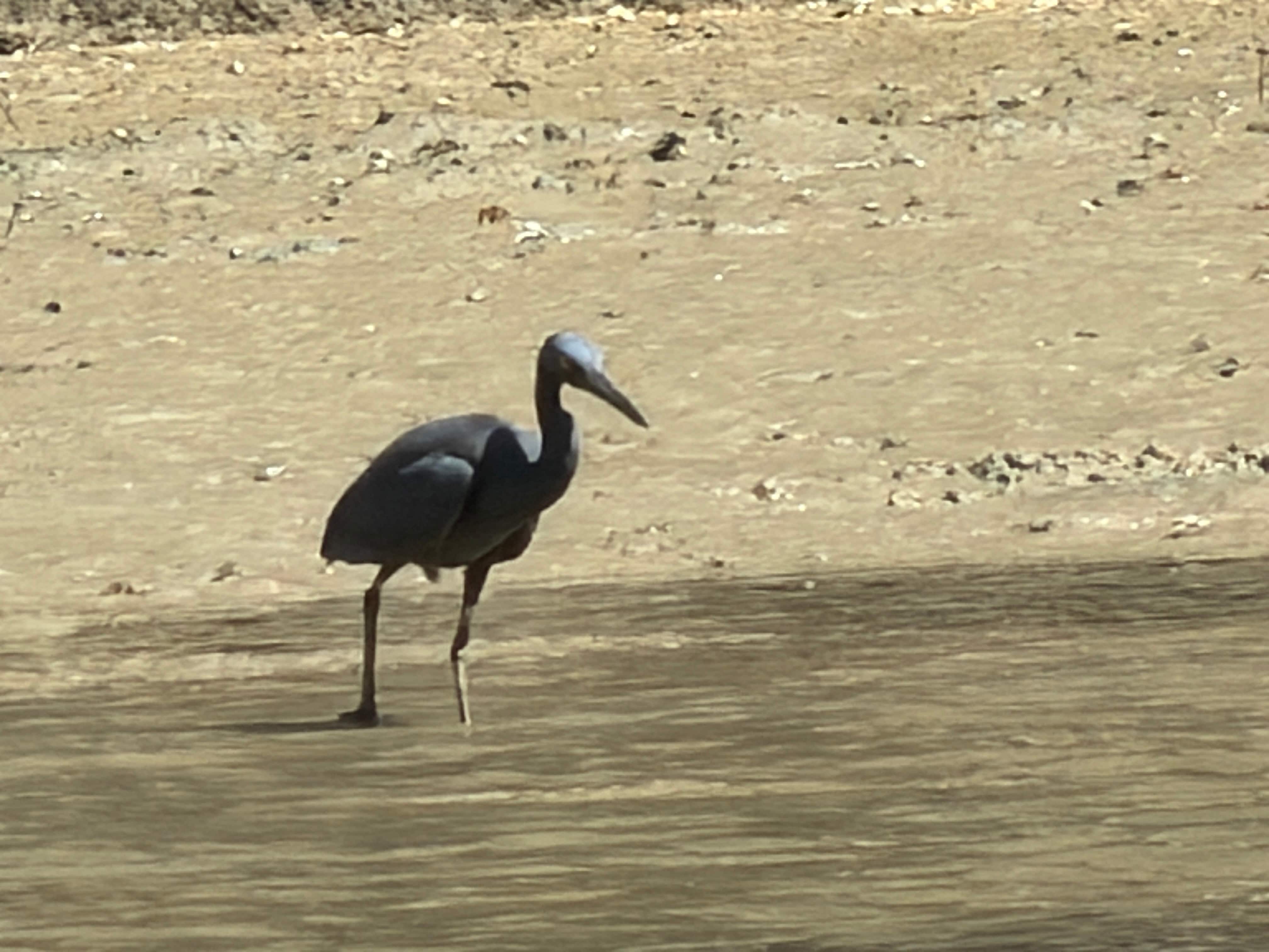 Bird — Phuket