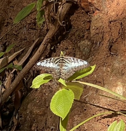 Butterfly 4 — Phuket