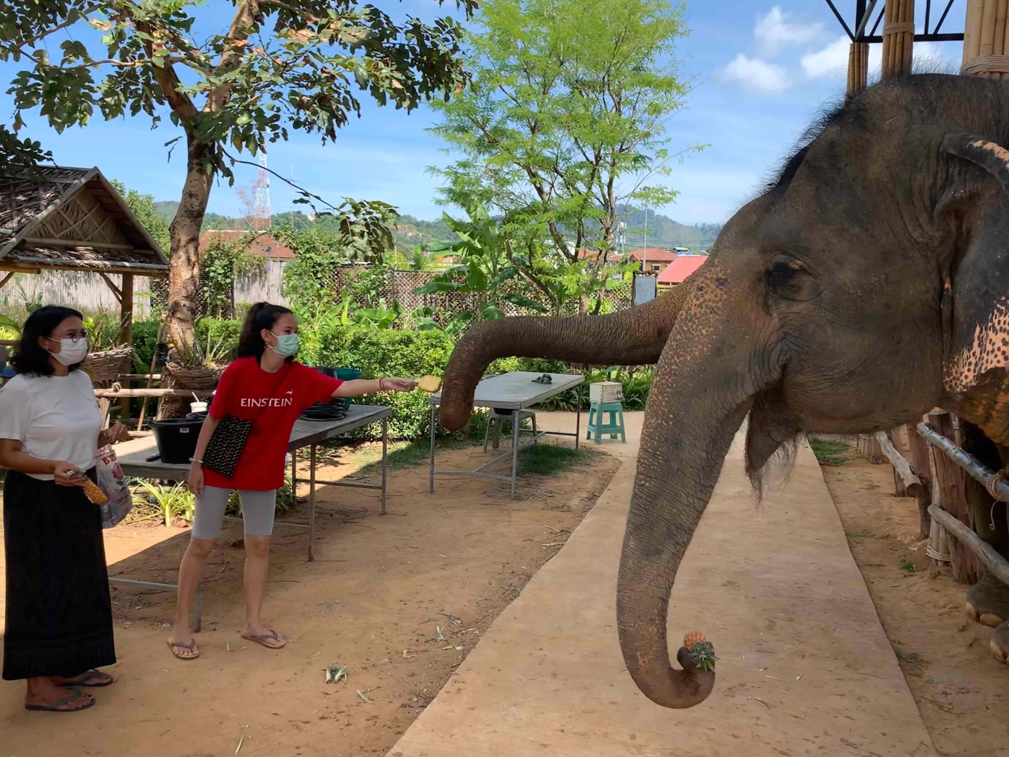 Elephant Encounter — Phuket