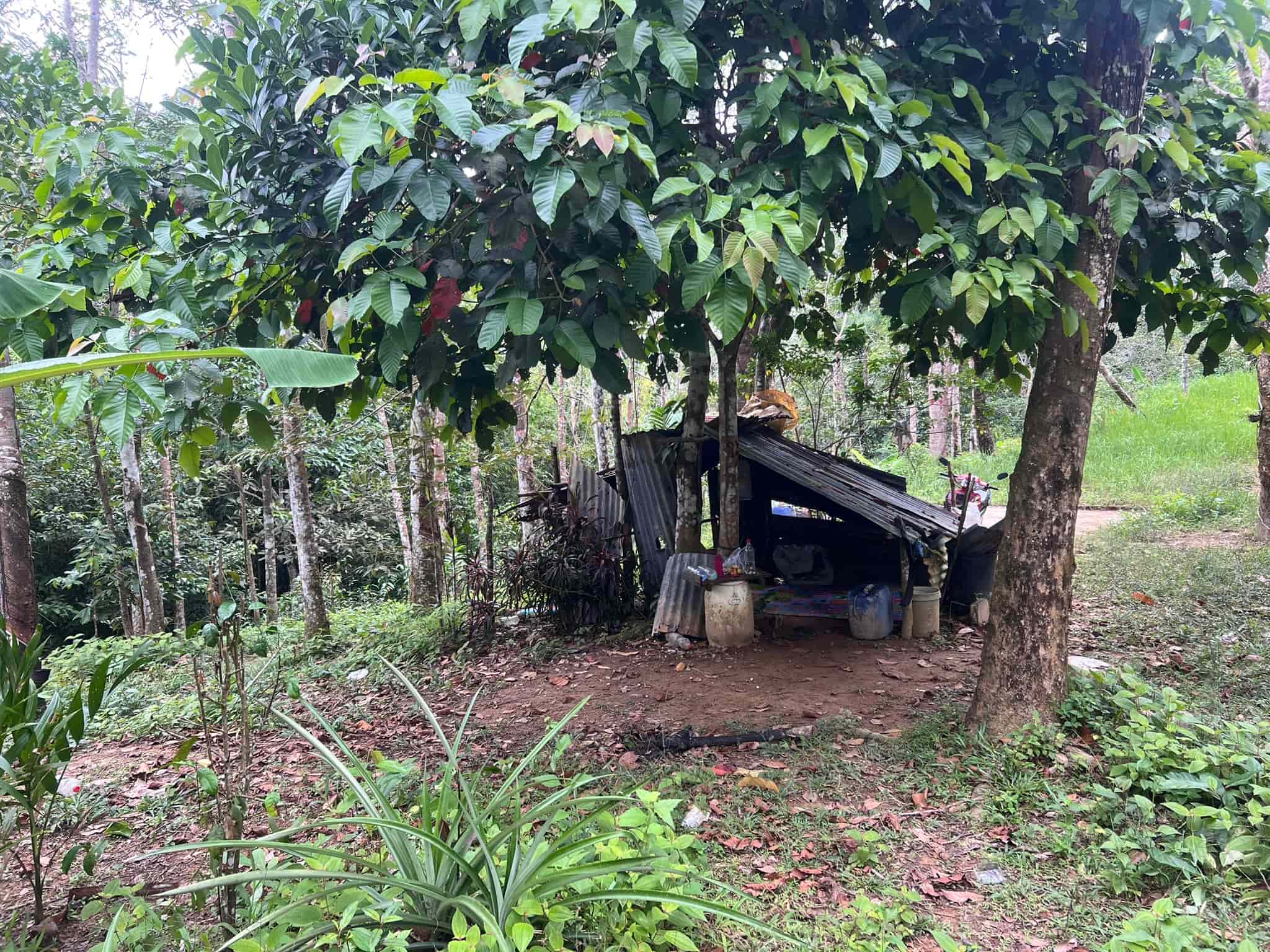 House in the Woods — Phuket