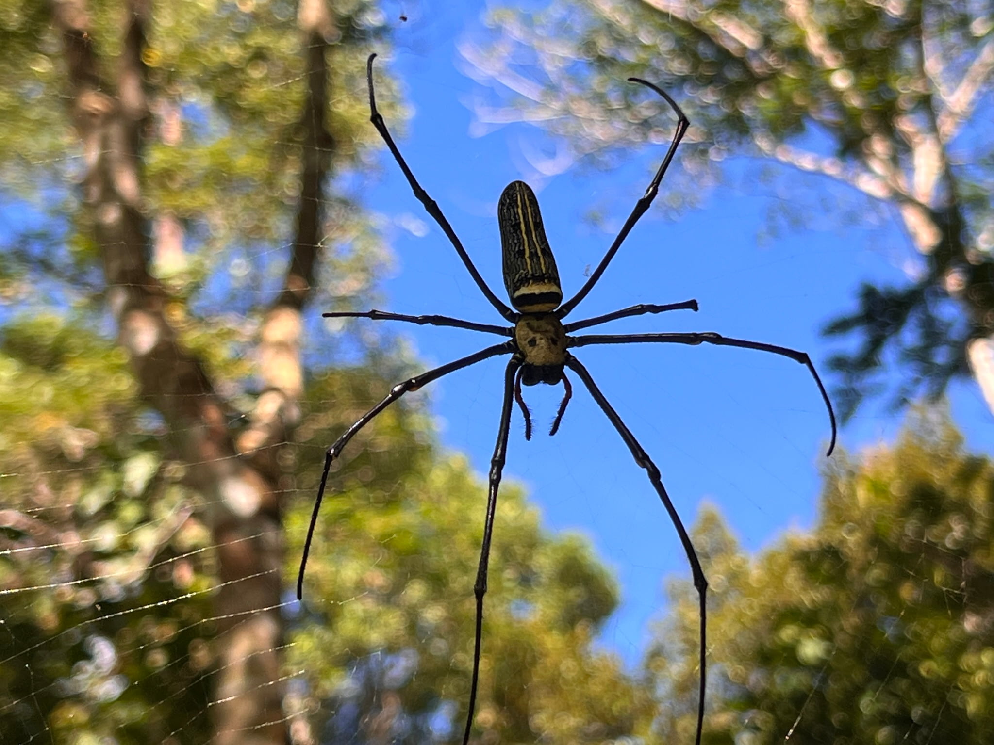 Spider 2 — Phuket