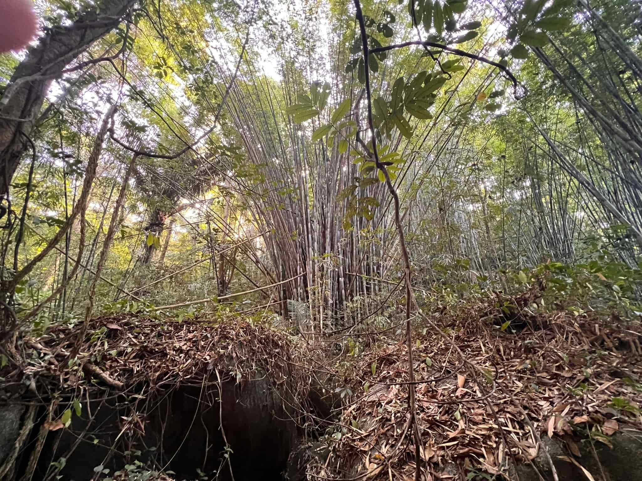 Bamboo Forest — Phuket, Thailand