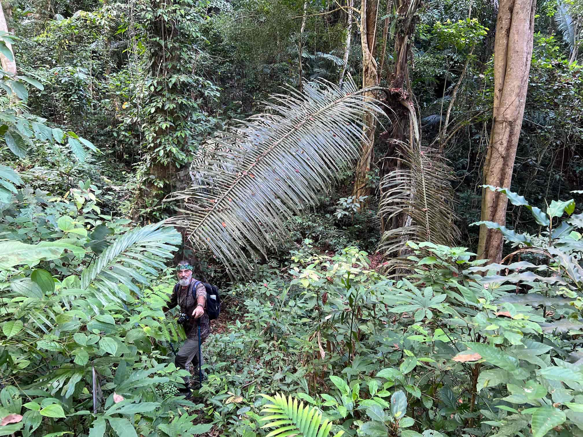 Big Leaf — Phuket, Thailand