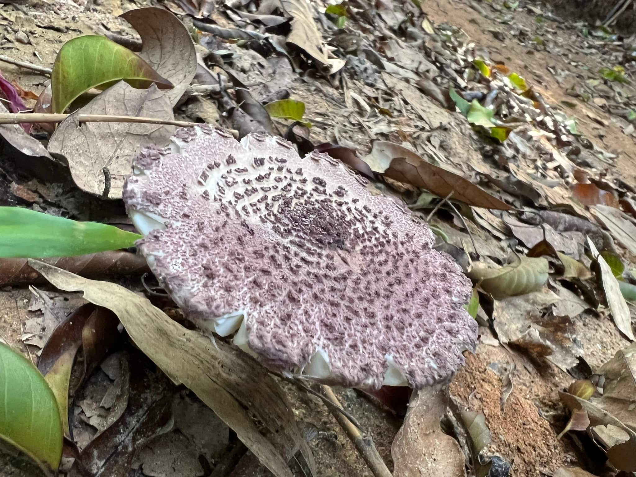 Mushroom — Phuket, Thailand
