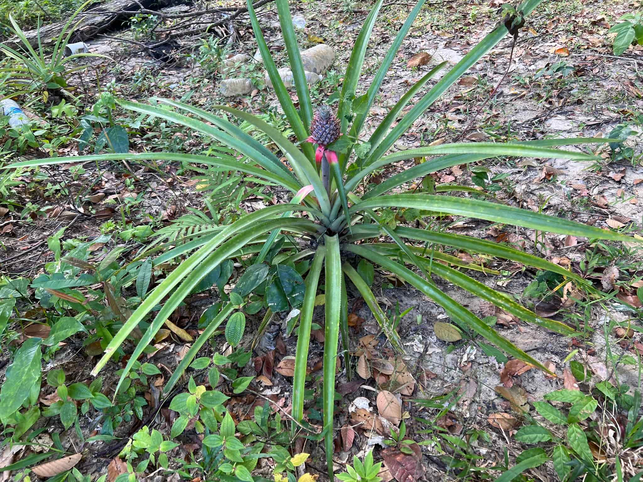Pineapple — Phuket, Thailand