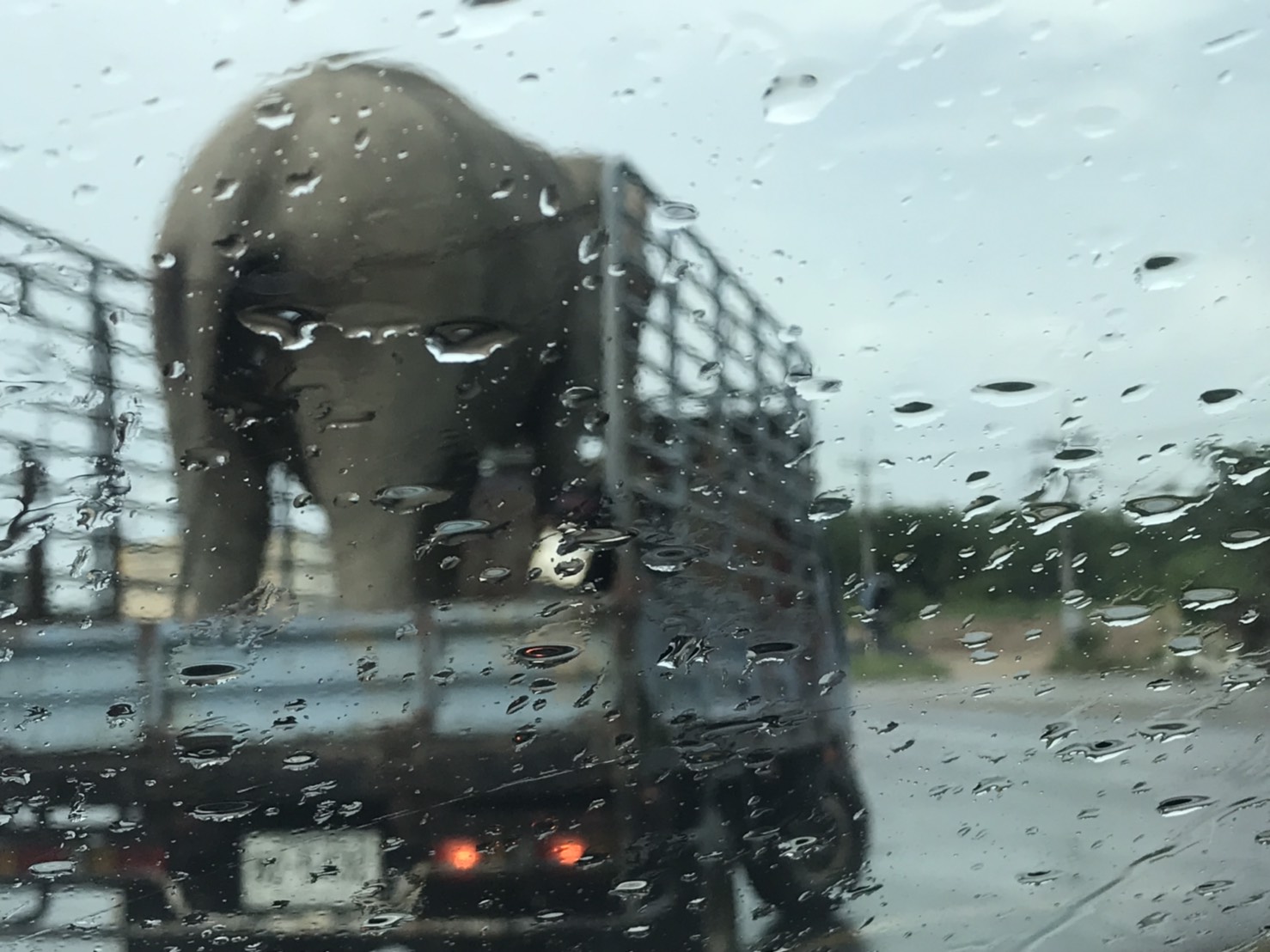 Elephant Transfer — Phuket