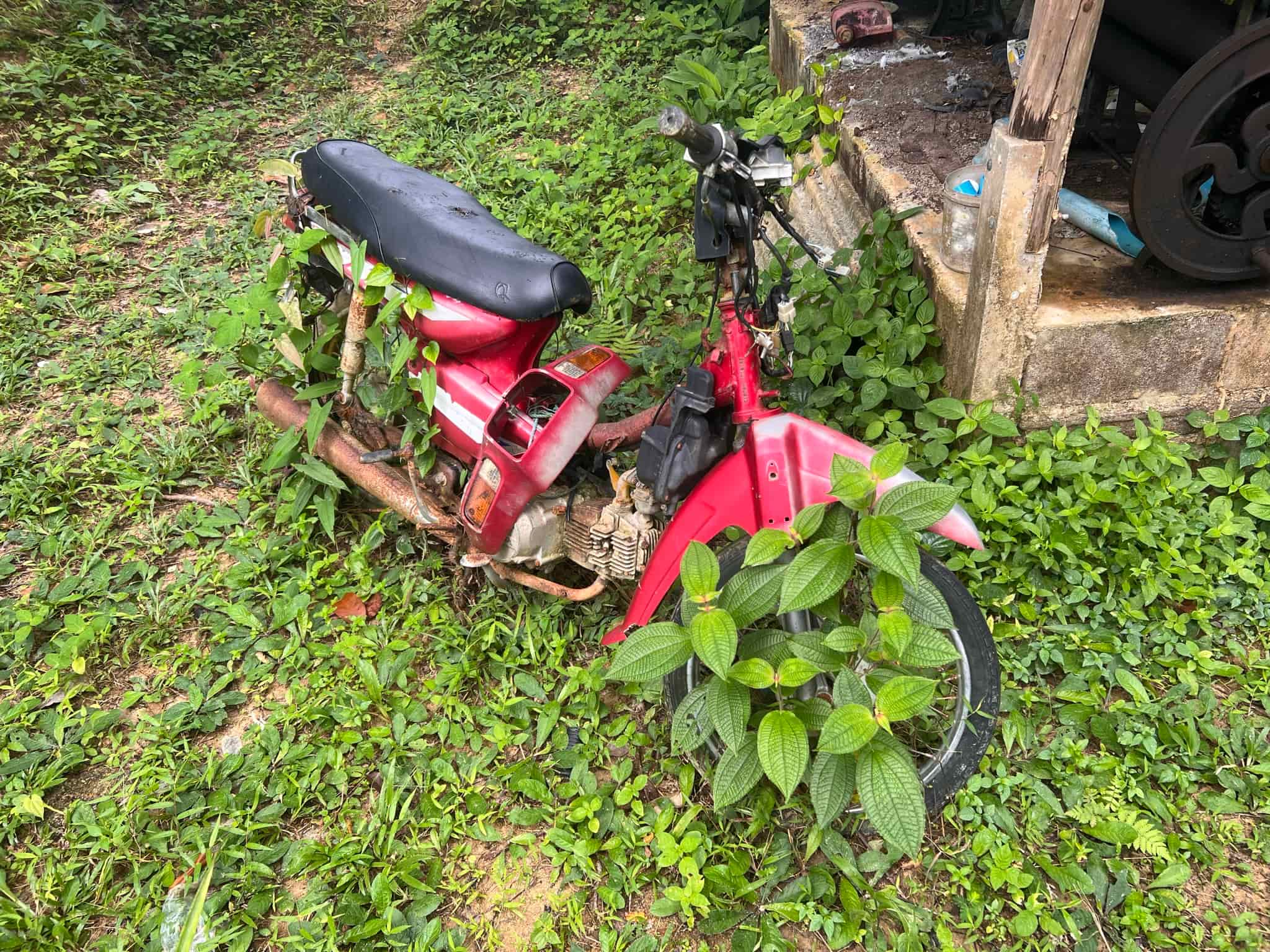Motorbike Eaten by Jungle — Phuket