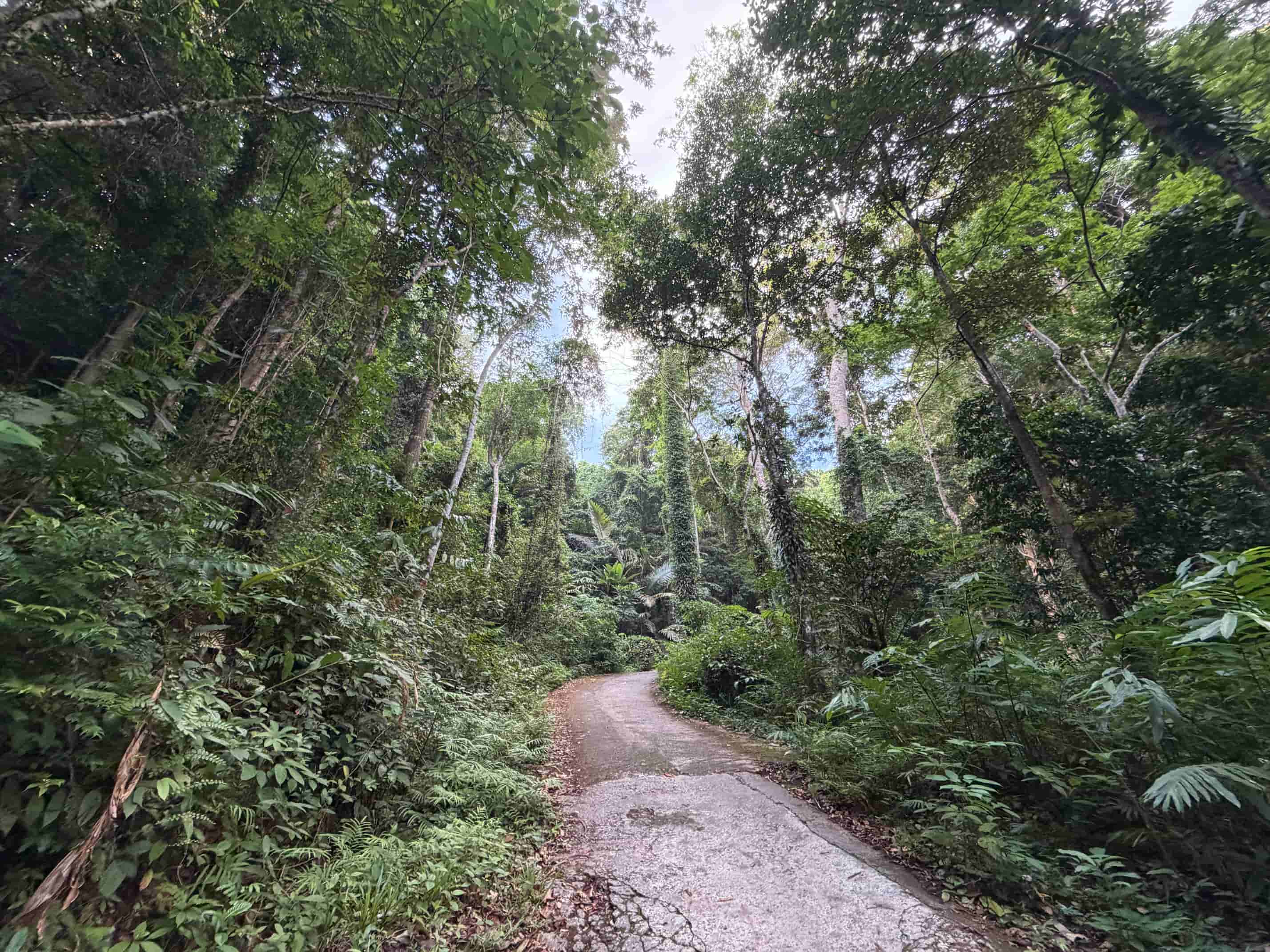 Jungle 2 — Phuket